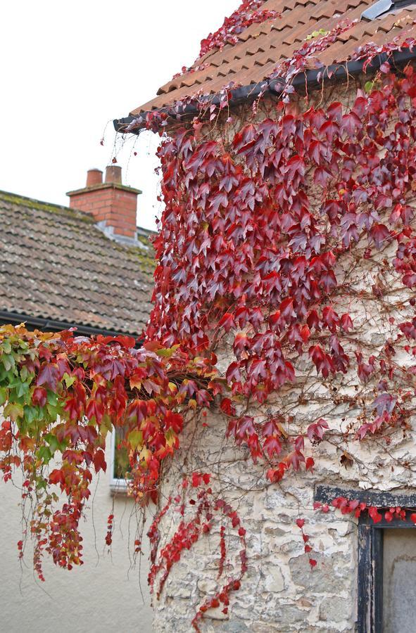 Westbury Cross House Bed & Breakfast Exteriér fotografie